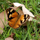 Common Brown - female