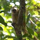 White-fronted Capuchin Monkey