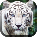 White Tiger Live Wallpaper icon