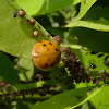 Joaninha (Ladybug)