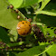 Joaninha (Ladybug)