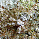 Long-tailed Tree Spider