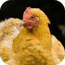 Chicken Sound Animal Sound mobile app icon