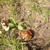 Wood Frog (red)