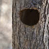 Nest cavity