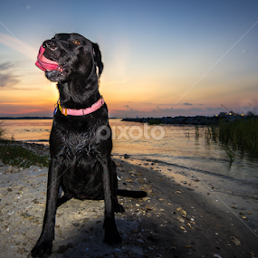 lick your nose by Mike Pedigo - Animals - Dogs Playing