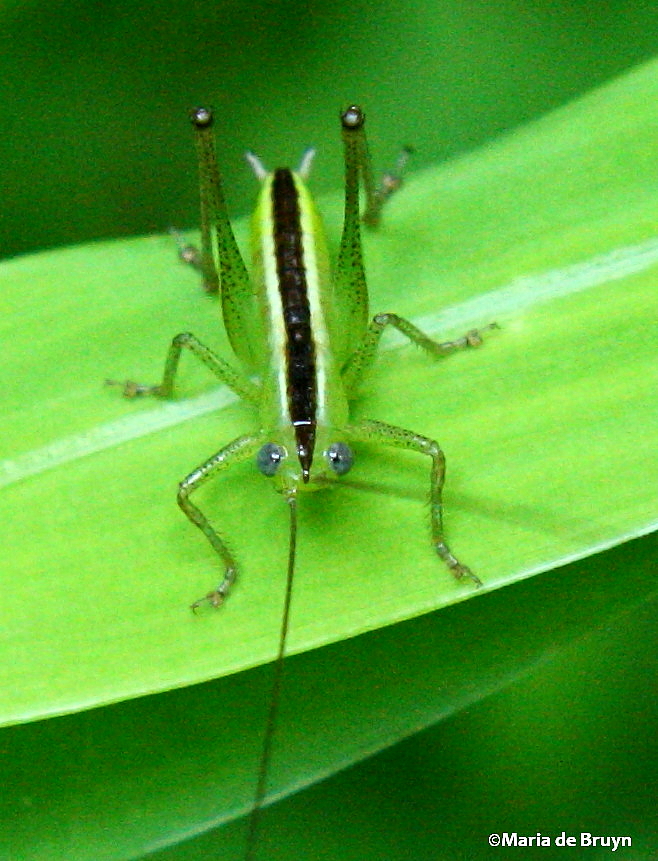 Meadow katydid