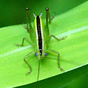 Meadow katydid