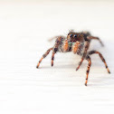 Bold jumping spider