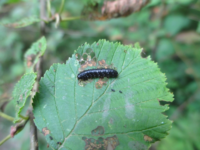 Alder leaf beetle (larva)