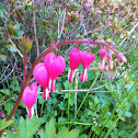 Bleeding hearts