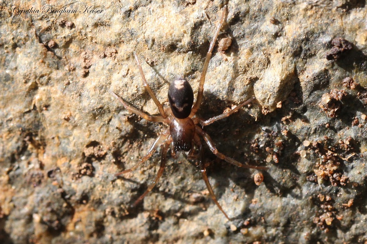 Ant Mimic/Ground Sac Spider