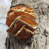 Northern Tooth Polypore