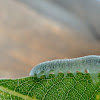 Sawfly Larva