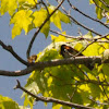American Redstart