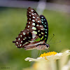 Tailed Jay