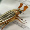 Ten-Lined June Beetle