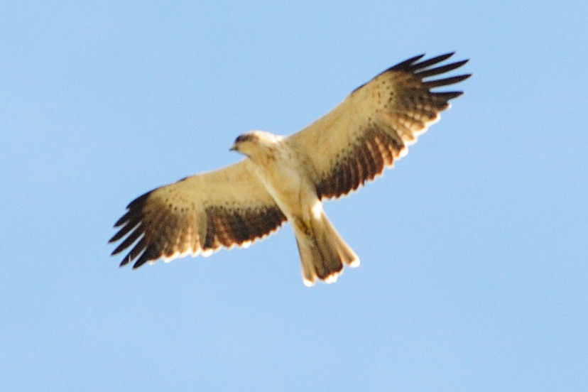 Booted Eagle, Aguila calzada