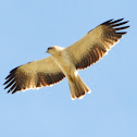 Booted Eagle, Aguila calzada