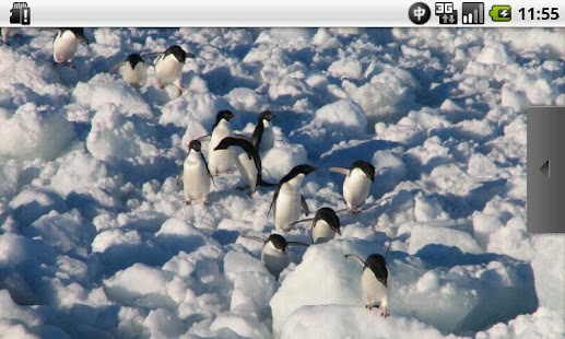 Full of Penguins !(圖4)-速報App