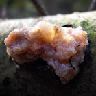 unknown decay fungus