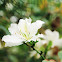 White Bauhinia (白花洋蹄甲)