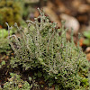 Cladonia lichens