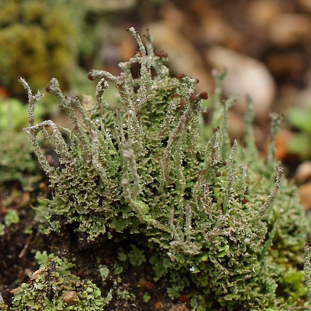 Cladonia lichens