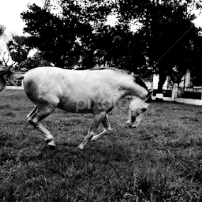 by Fahim Islam - Animals Horses