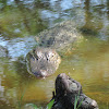 American Alligator