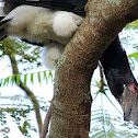 Trumpeter Hornbill