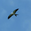 Swallow-tailed kite
