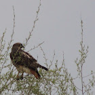 Red-tailed Hawk