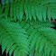 Evergreen Wood Fern