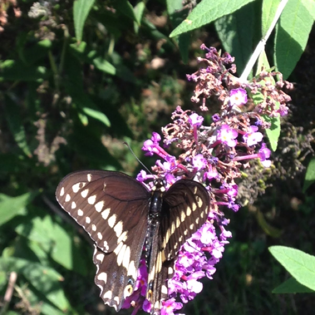 Eastern Black Swallowtail