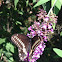 Eastern Black Swallowtail