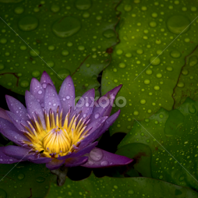 Rain Drops by Henry Salvador - Flowers Single Flower