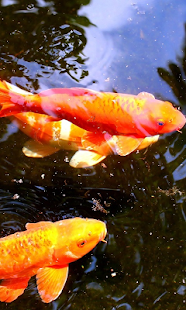 Коі Живі Шпалери Screenshots 4