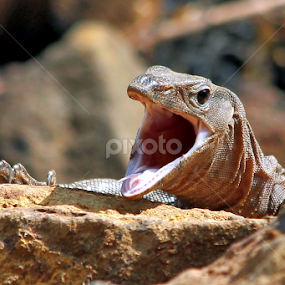 Monitor lizard.... by रोहित वसावे - Animals Reptiles