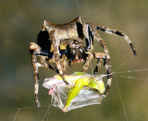 Common Garden Spider Project Noah