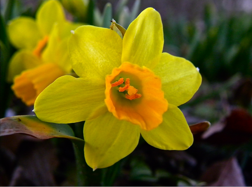 Narcissus (plant) Daffodils