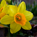 Narcissus (plant) Daffodils