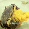 rock crab