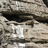 Rock Hyrax