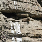 Rock Hyrax