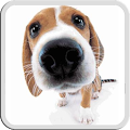 DOG LICKS SCREEN LWP PRO Apk