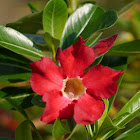 Desert Rose