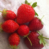 Garden strawberry