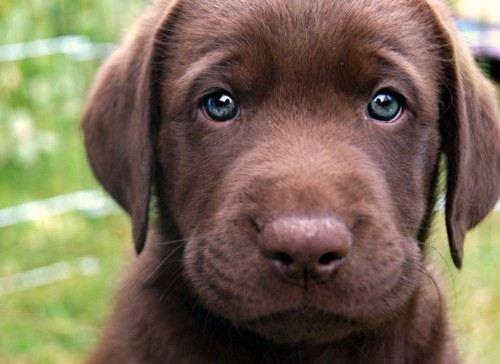 無料个人化AppのCute Puppy Pictures|記事Game