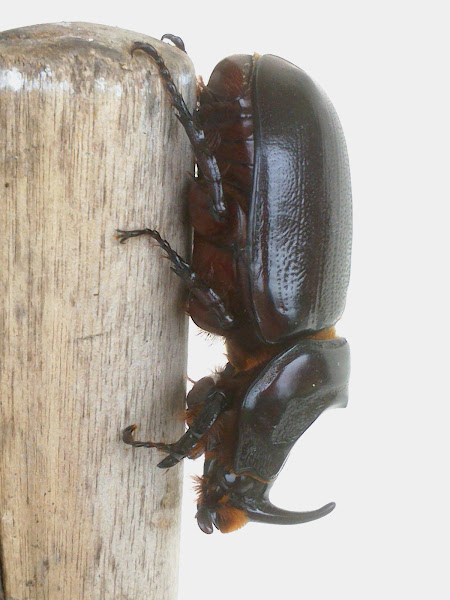 Asiatic Rhinoceros Beetle (♂) | Project Noah